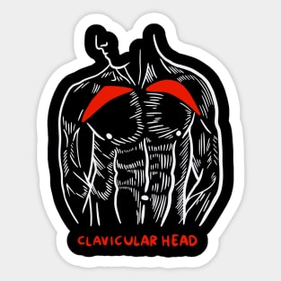 Gym Trainer Muscles Anatomy Clavicular Head Sticker